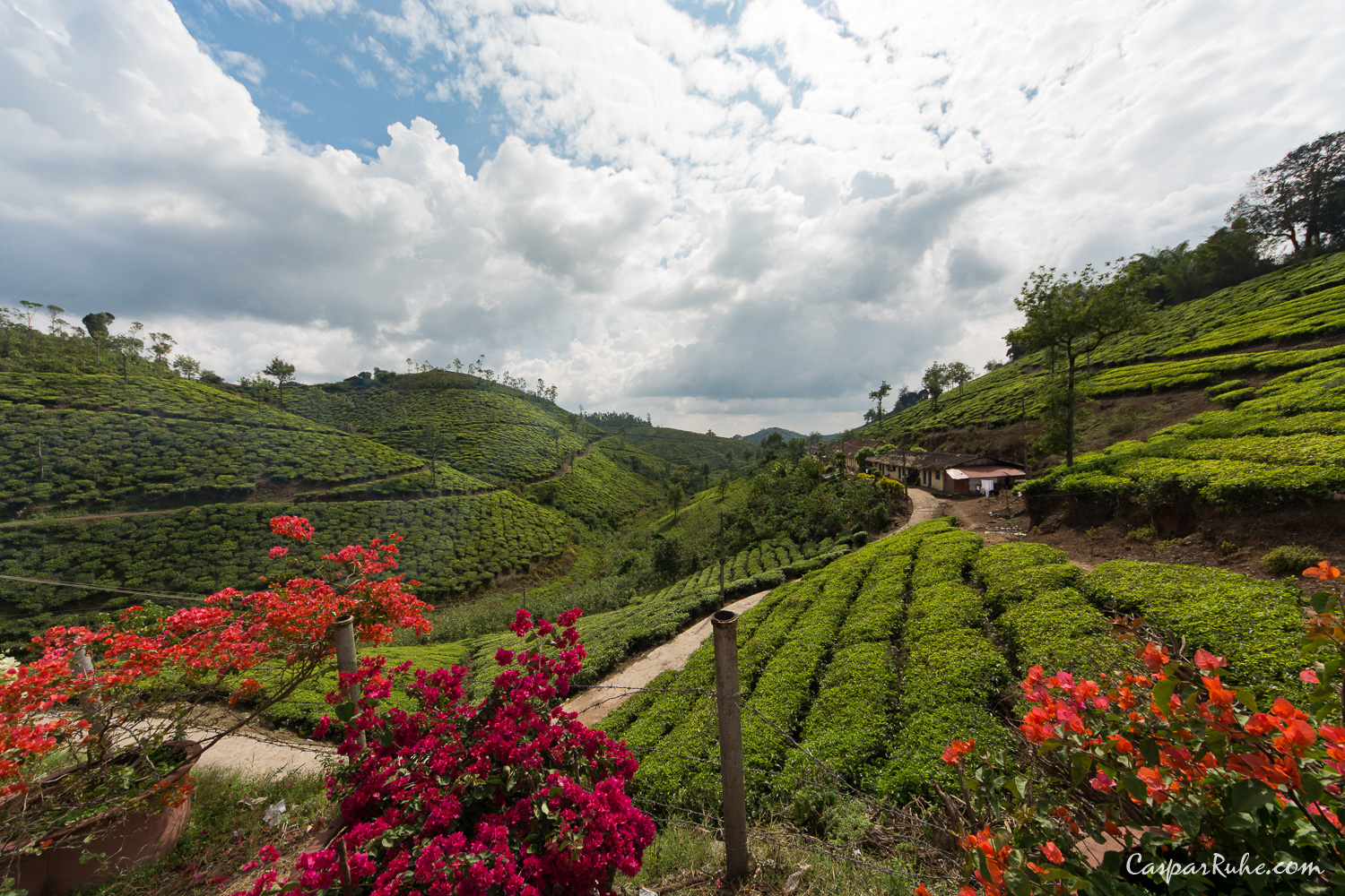 Tea Plantations